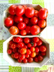 Reife Tomaten in Körbchen für Ketchup - Rezept Dr. Marianne Thuy